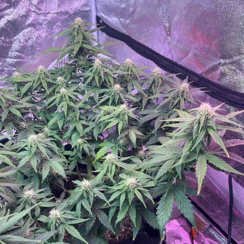 Foto do cronograma do growlog de Northern Lights Auto