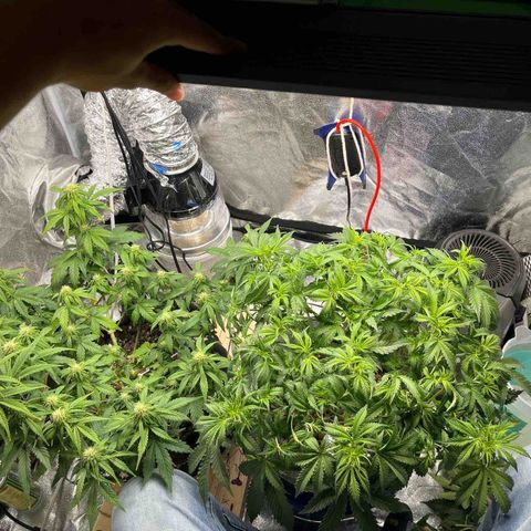 Northern Lights Auto growlog timeline photo