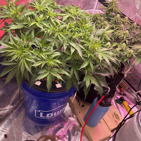 Northern Lights Auto growlog timeline photo
