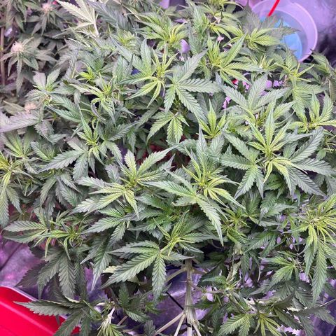 Northern Lights Auto growlog timeline photo