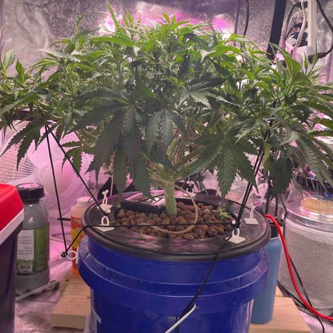 Northern Lights Auto growlog timeline photo