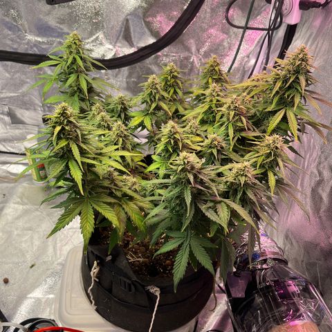 Foto do cronograma do growlog de Northern Lights Auto