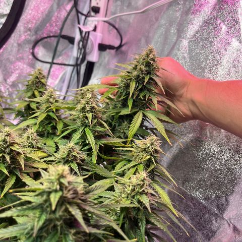 Foto do cronograma do growlog de Northern Lights Auto