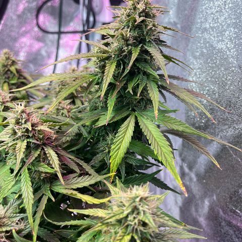 Foto do cronograma do growlog de Northern Lights Auto