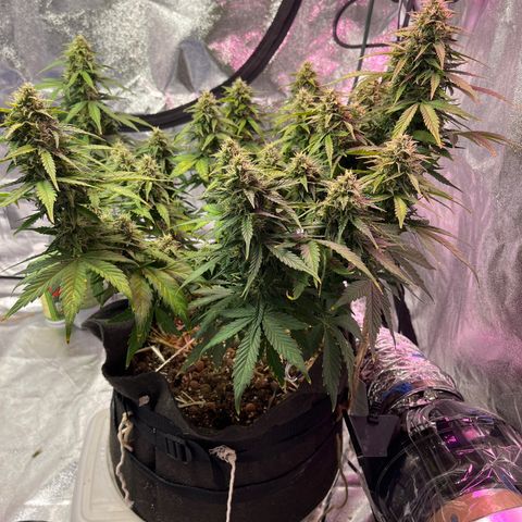 Foto do cronograma do growlog de Northern Lights Auto
