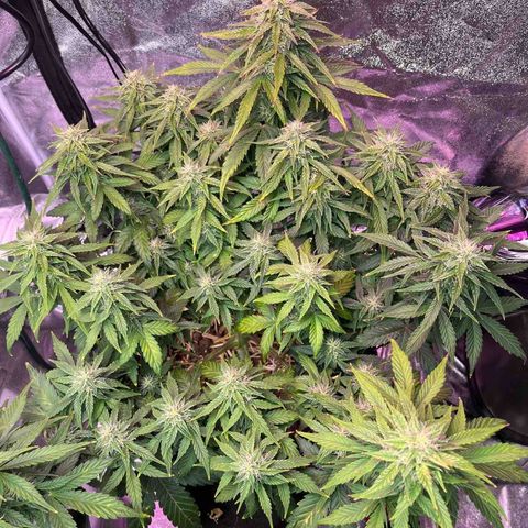 Foto do cronograma do growlog de Northern Lights Auto