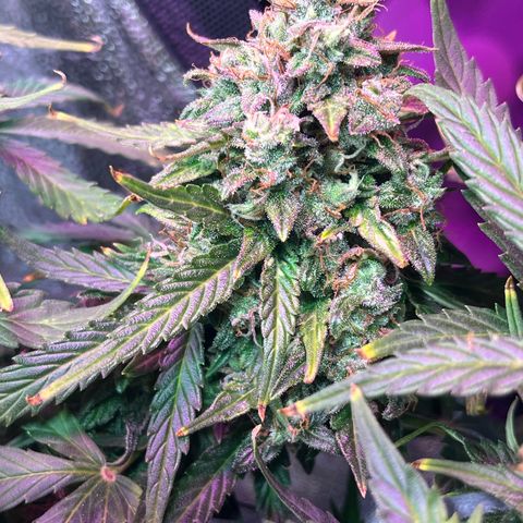 Foto do cronograma do growlog de Northern Lights Auto