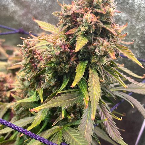 Foto do cronograma do growlog de Northern Lights Auto