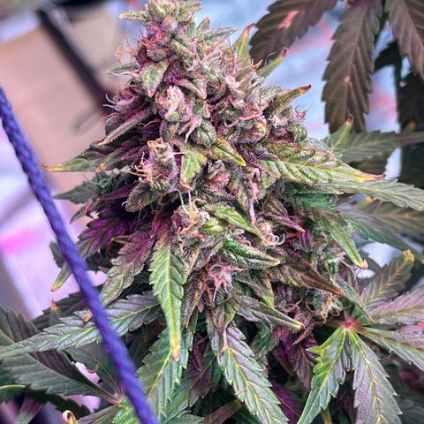 Foto do cronograma do growlog de Northern Lights Auto
