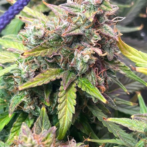 Foto do cronograma do growlog de Northern Lights Auto