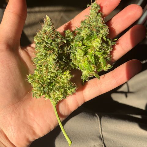 Foto do growlog de Northern Lights Auto: Finished drying september 5th