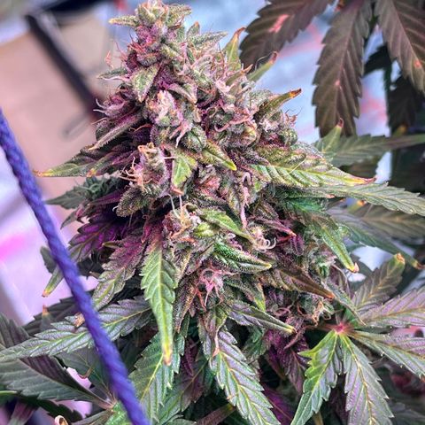 Foto do cronograma do growlog de Northern Lights Auto