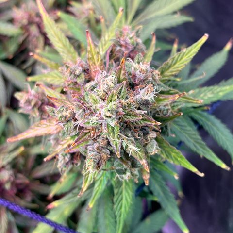 Foto do cronograma do growlog de Northern Lights Auto