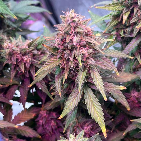 Foto do cronograma do growlog de Northern Lights Auto