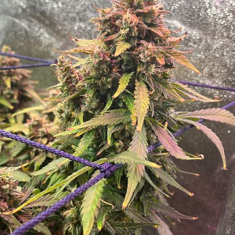 Foto do cronograma do growlog de Northern Lights Auto