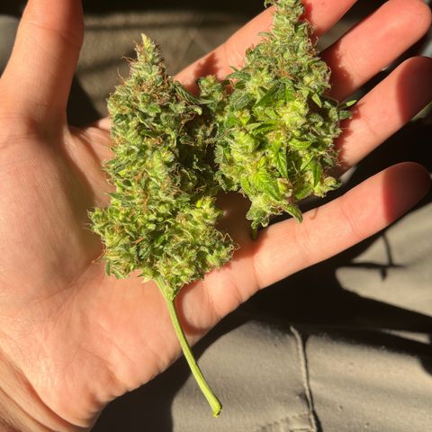 Foto do growlog de Northern Lights Auto: Finished drying september 5th