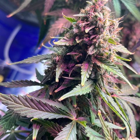 Foto do cronograma do growlog de Northern Lights Auto