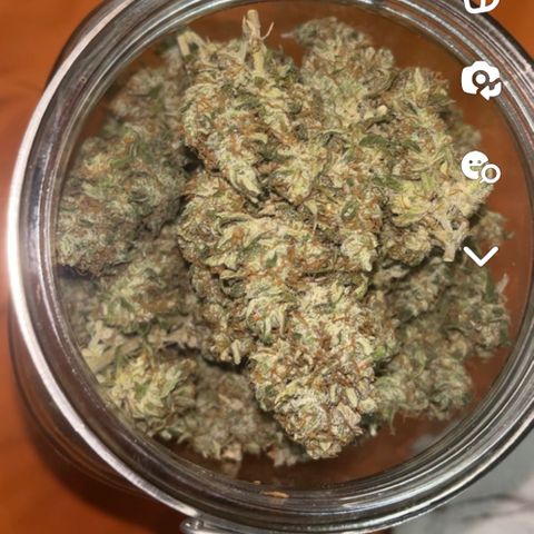 Foto do cronograma do growlog de Northern Lights Auto