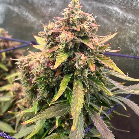Foto do cronograma do growlog de Northern Lights Auto