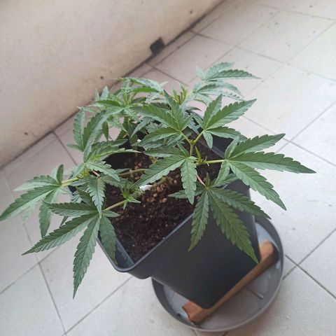 Sharky growlog timeline photo
