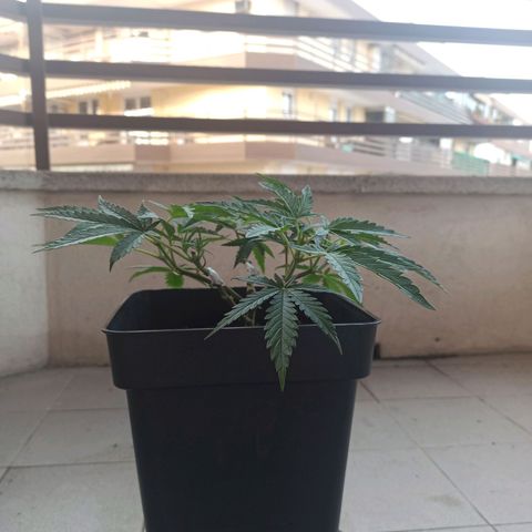Sharky growlog timeline photo