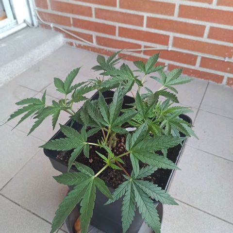 Sharky growlog timeline photo