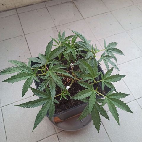 Sharky growlog timeline photo