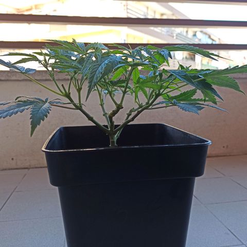 Sharky growlog timeline photo