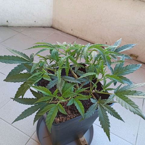 Sharky growlog timeline photo
