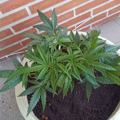 Sharky growlog timeline photo