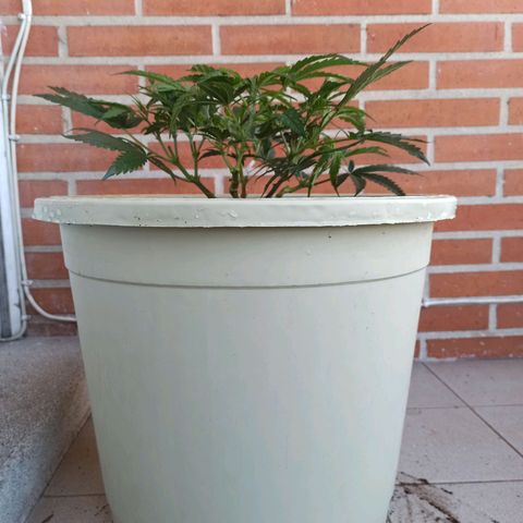 Sharky growlog timeline photo