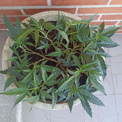 Sharky growlog timeline photo