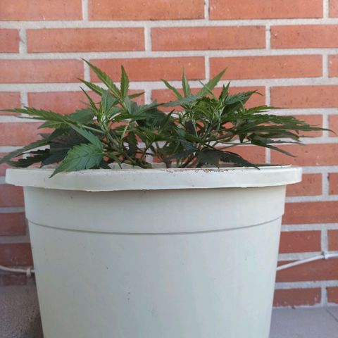 Sharky growlog timeline photo