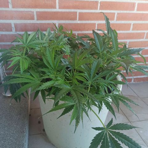 Sharky growlog timeline photo