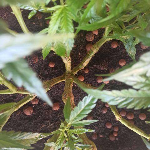 Sharky growlog timeline photo
