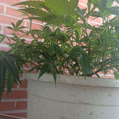 Sharky growlog timeline photo