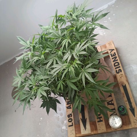 Sharky growlog timeline photo