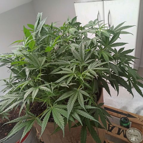 Sharky growlog timeline photo