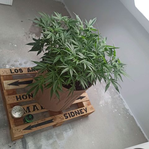 Sharky growlog timeline photo