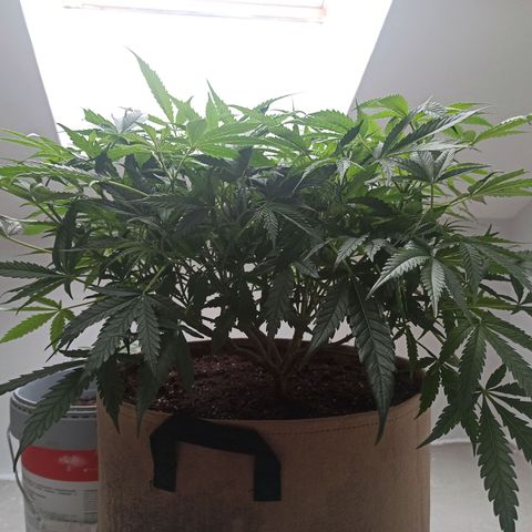 Sharky growlog timeline photo