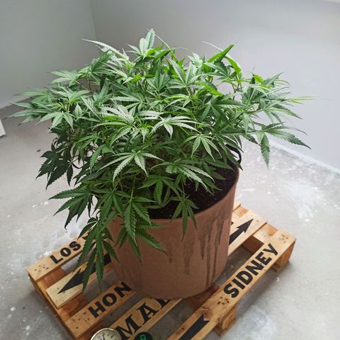 Sharky growlog timeline photo