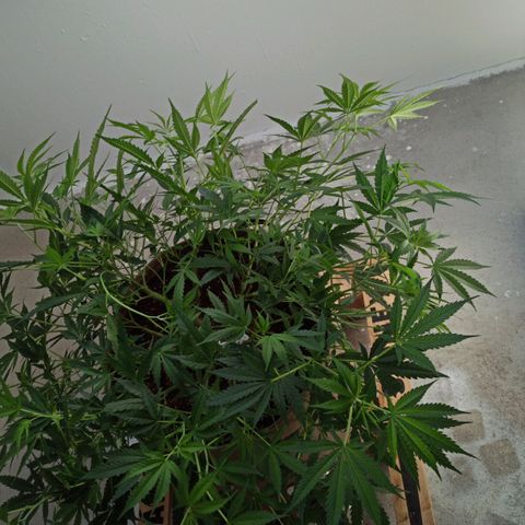 Sharky growlog timeline photo