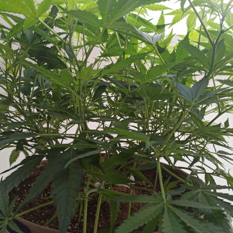 Sharky growlog timeline photo