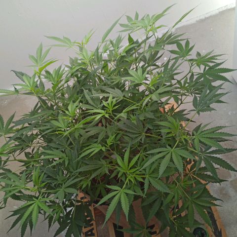 Sharky growlog timeline photo