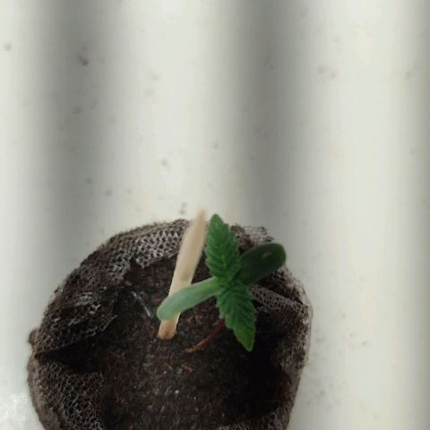 Gorilla Glue #2 growlog timeline photo