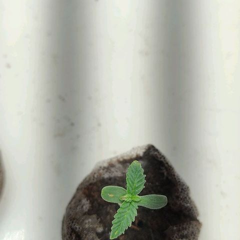 Gorilla Glue #2 growlog timeline photo