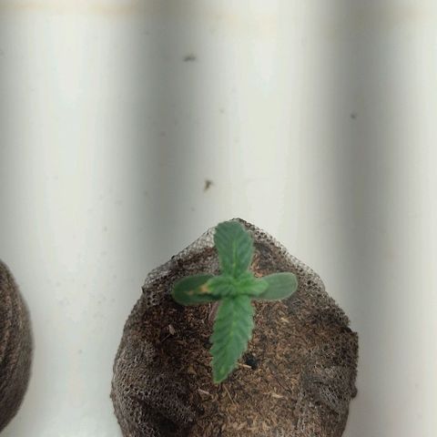Gorilla Glue #2 growlog timeline photo