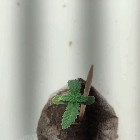 Gorilla Glue #2 growlog timeline photo