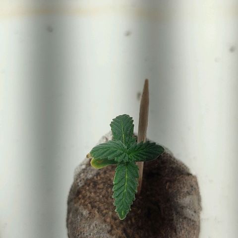 Gorilla Glue #2 growlog timeline photo
