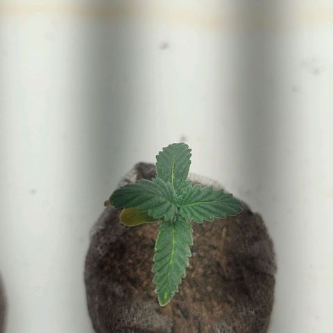 Gorilla Glue #2 growlog timeline photo